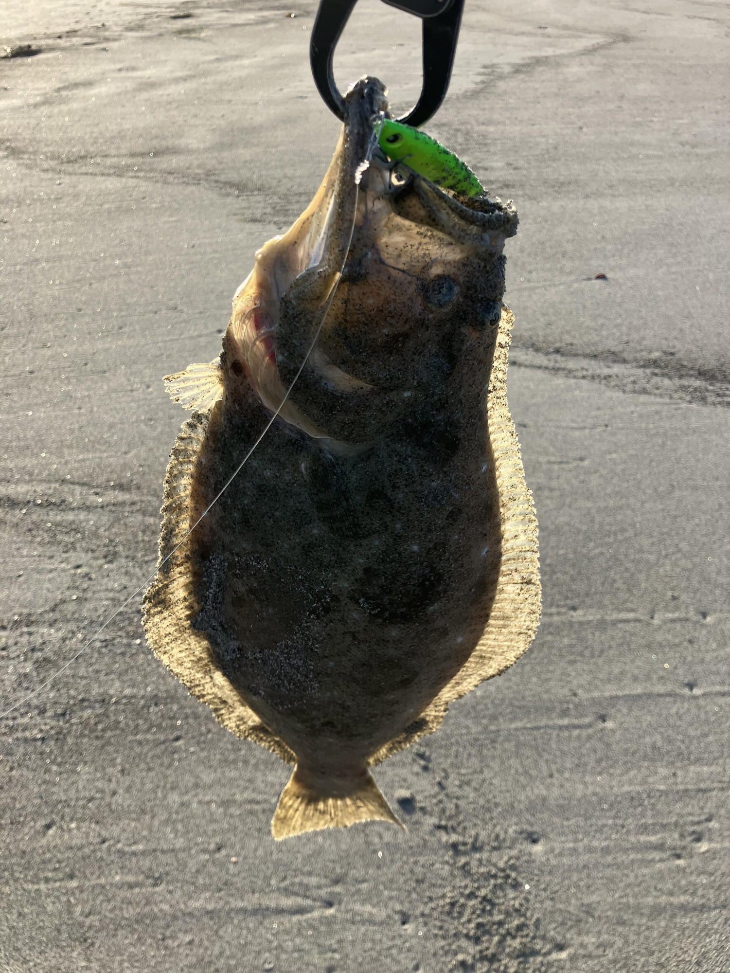 中田島サーフにて46cmヒラメ1匹、ソゲ2匹 -