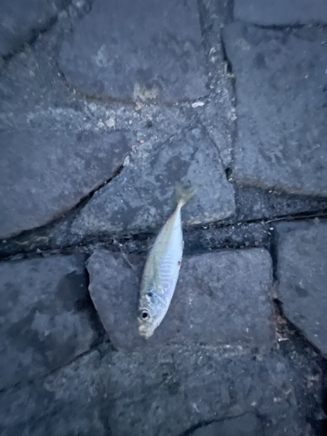 週間釣り情報 サーフ遠投キス釣り 20cm キス20匹 浜名湖遠投サビキ