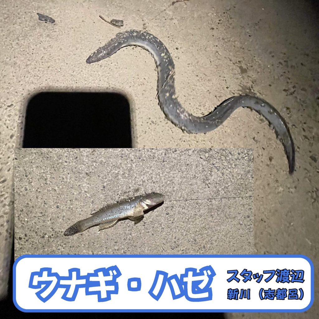 スタッフ渡辺の釣果報告