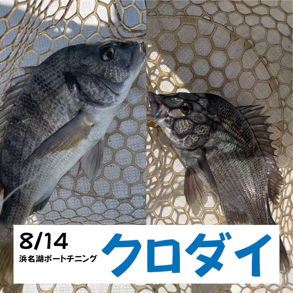 釣果投稿クロダイ🐟