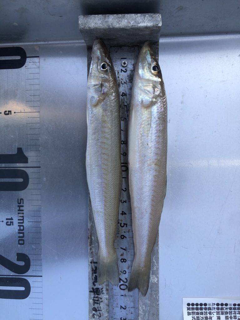 遠州サーフや浜名湖で20cm前後のキスが釣れてます🎵