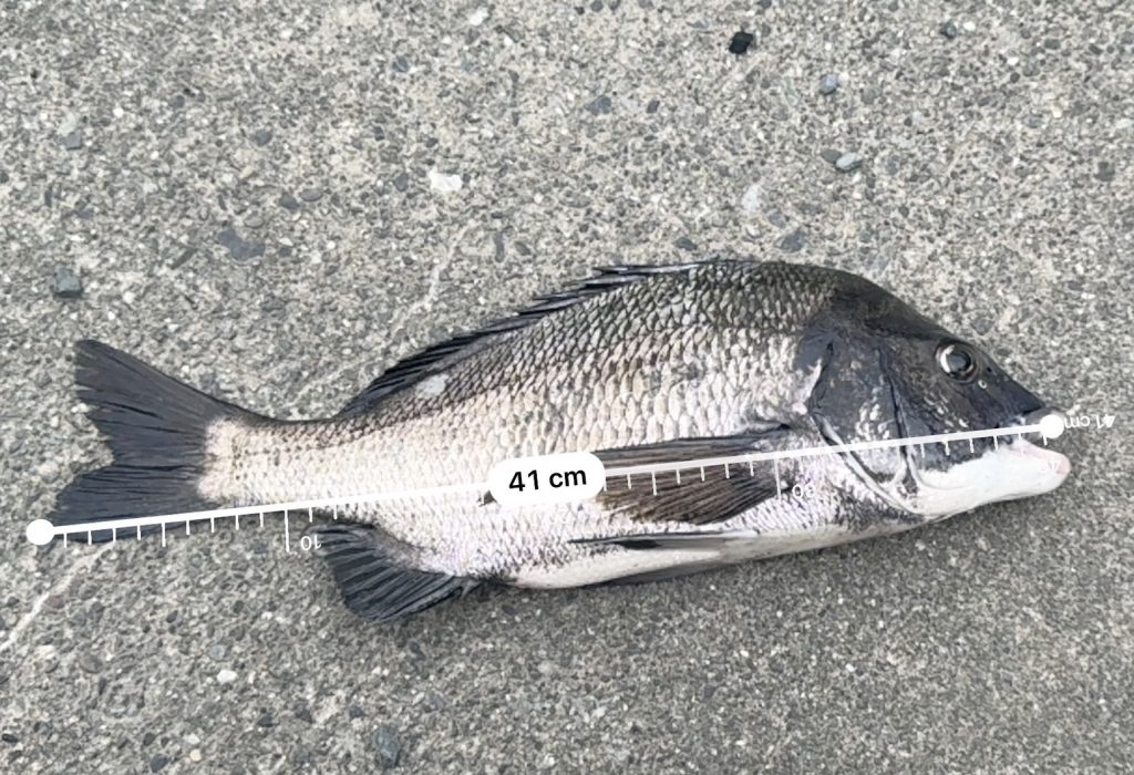 立派なクロダイの釣果！