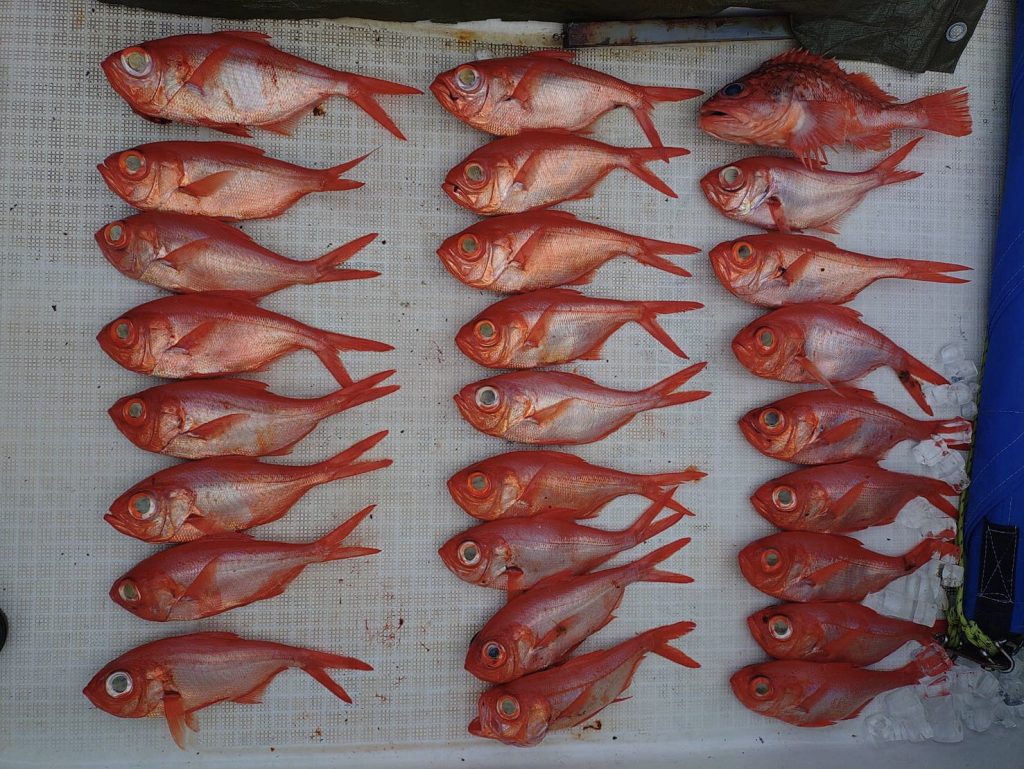 船釣り🚢釣果投稿ありがとうございます！