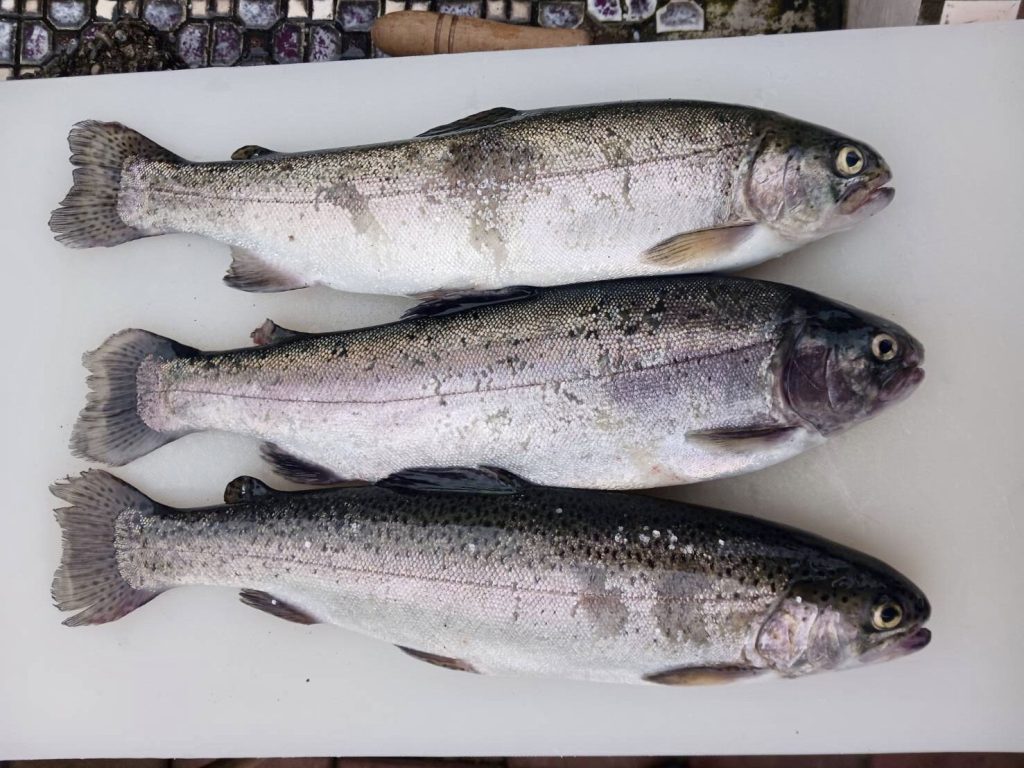 ニジマスの釣果投稿ありがとうございます！