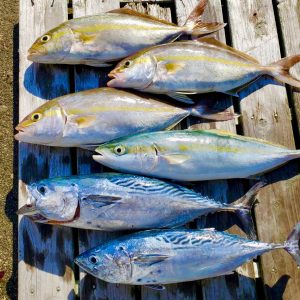 遠州沖釣り情報🐟カツオ釣れてます！