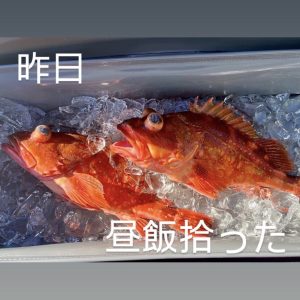 カサゴ釣り情報🐟