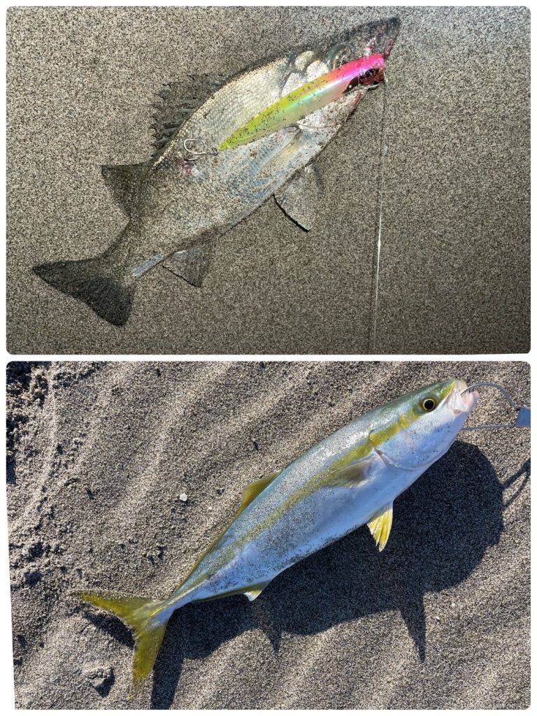 浜名湖ボートクロダイ釣れてます！