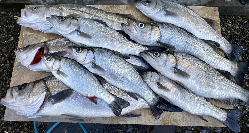 静岡県スズキ各所で釣れてます！