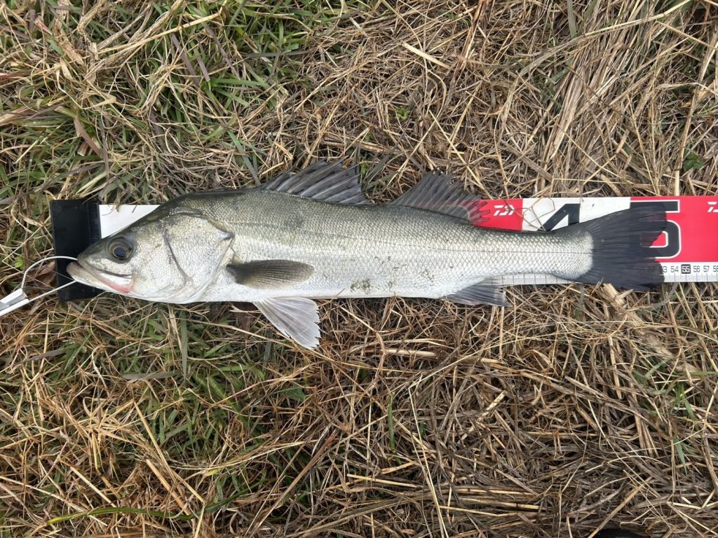 シーバスの釣果ありがとうございます！