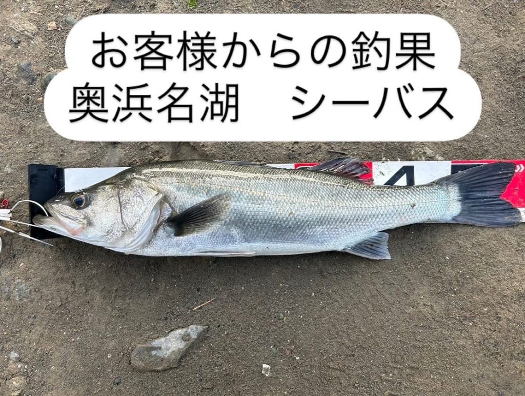 お客様より釣果情報をいただきました‼️