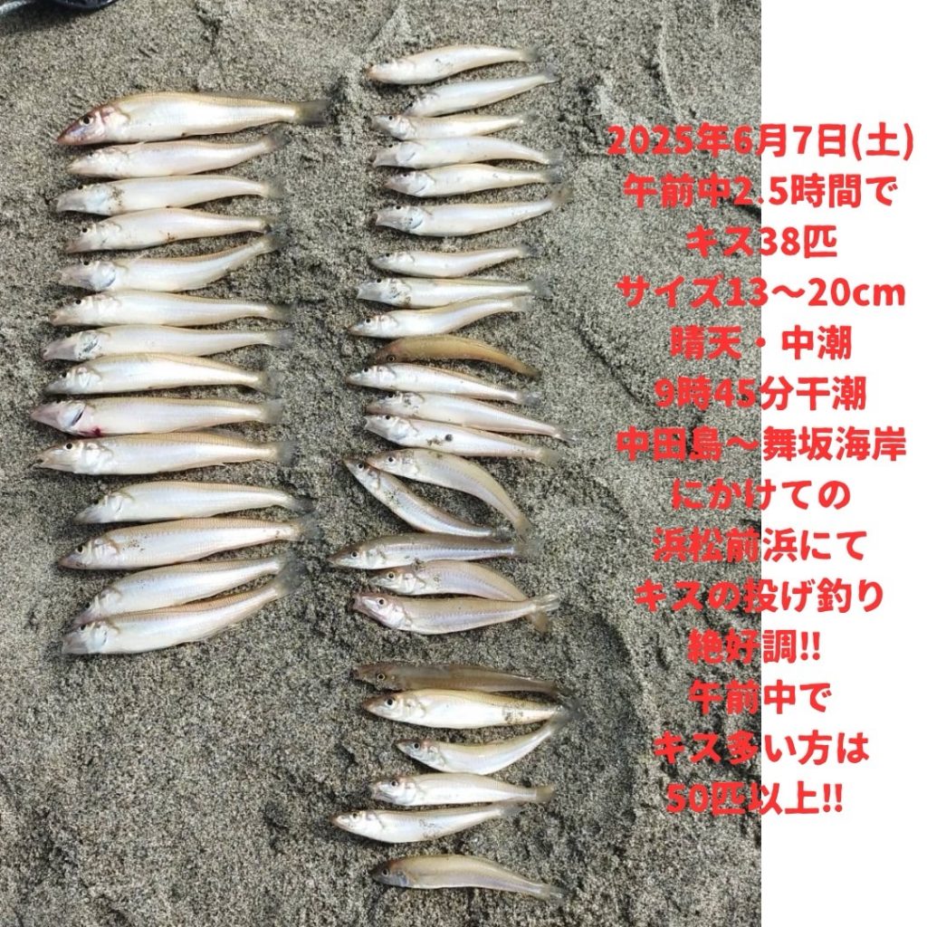 前浜サーフキス釣り絶好調‼️
