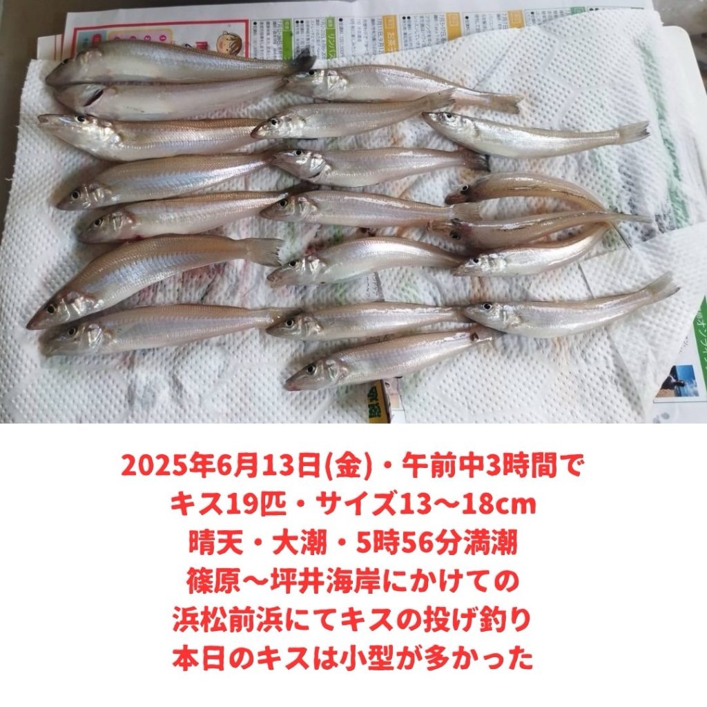 キスの釣果が絶好調！