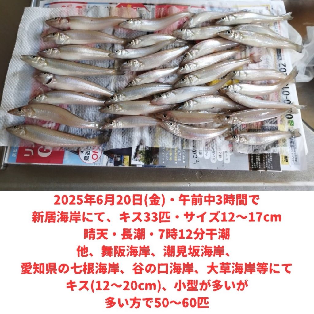 キスの釣果好調！！