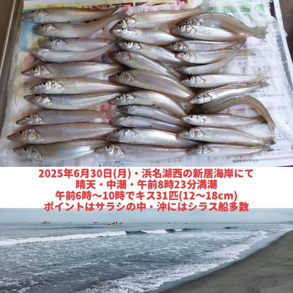 キス釣果好調！