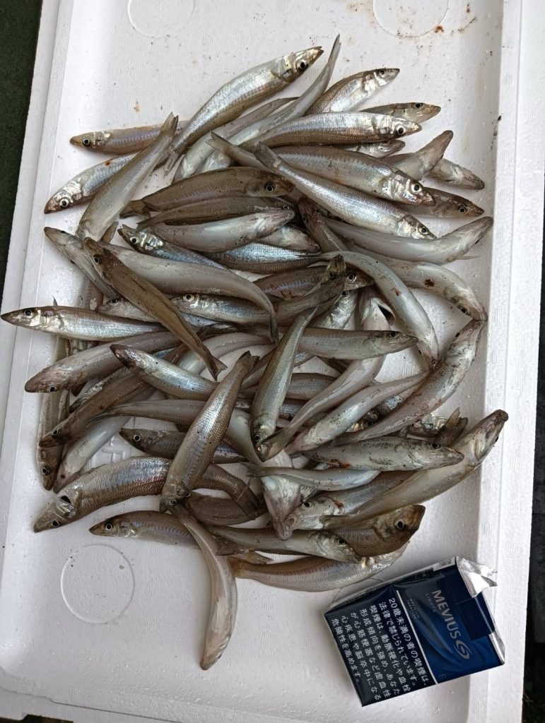 キス釣果情報！
