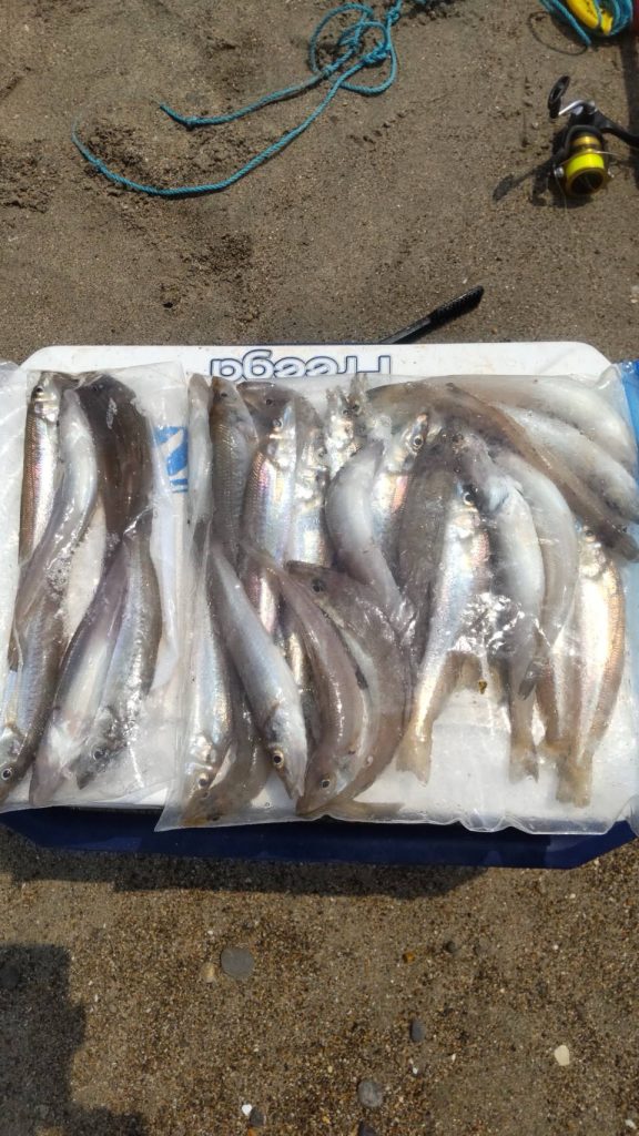 遠州サーフ　イワシ接岸中‼️ キスも釣れてます🎣