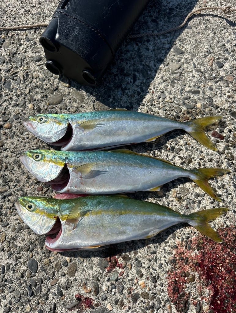 浜名湖にてワカシ釣れてます！