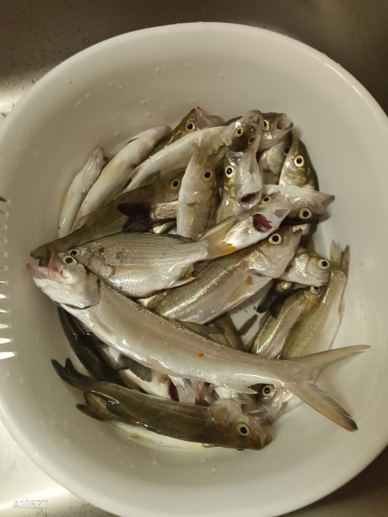 いろんな魚が釣れています♪