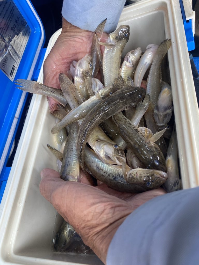 浜名湖ハゼ絶好調‼️