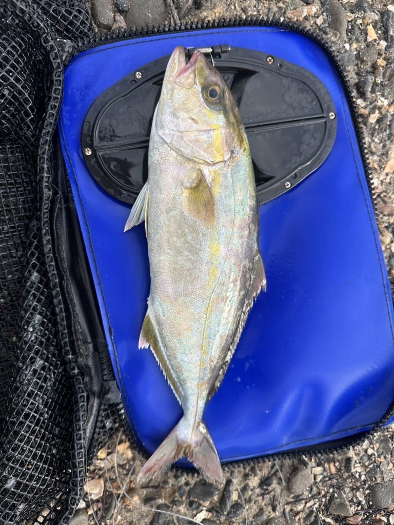 浜名湖でショゴ釣れてます！
