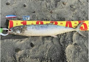 ネッサダービーエントリー！