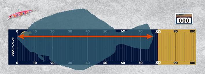 ヒラメダービー開催！