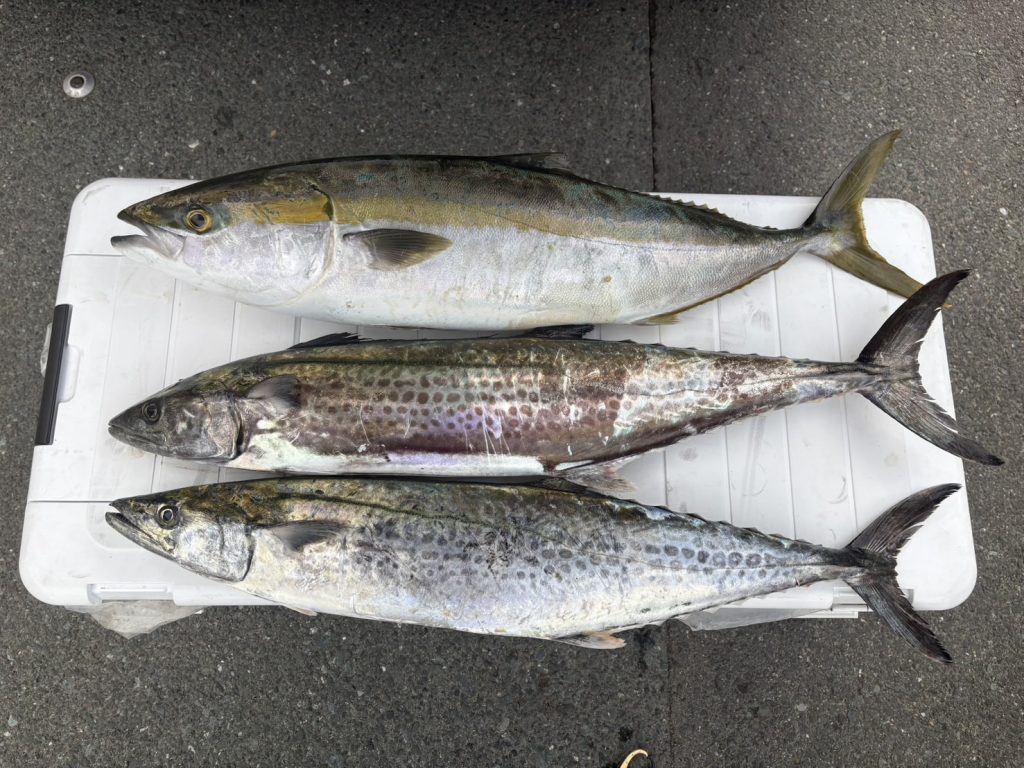 伊勢湾奥サワラキャスティング！