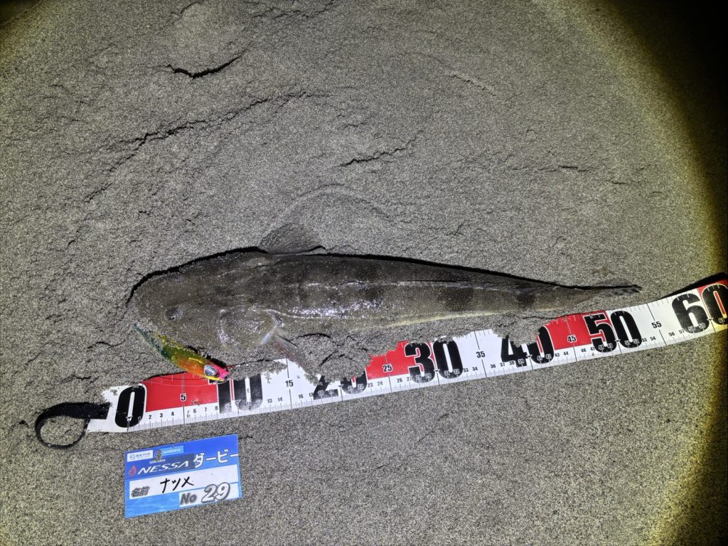 マゴチも好調！