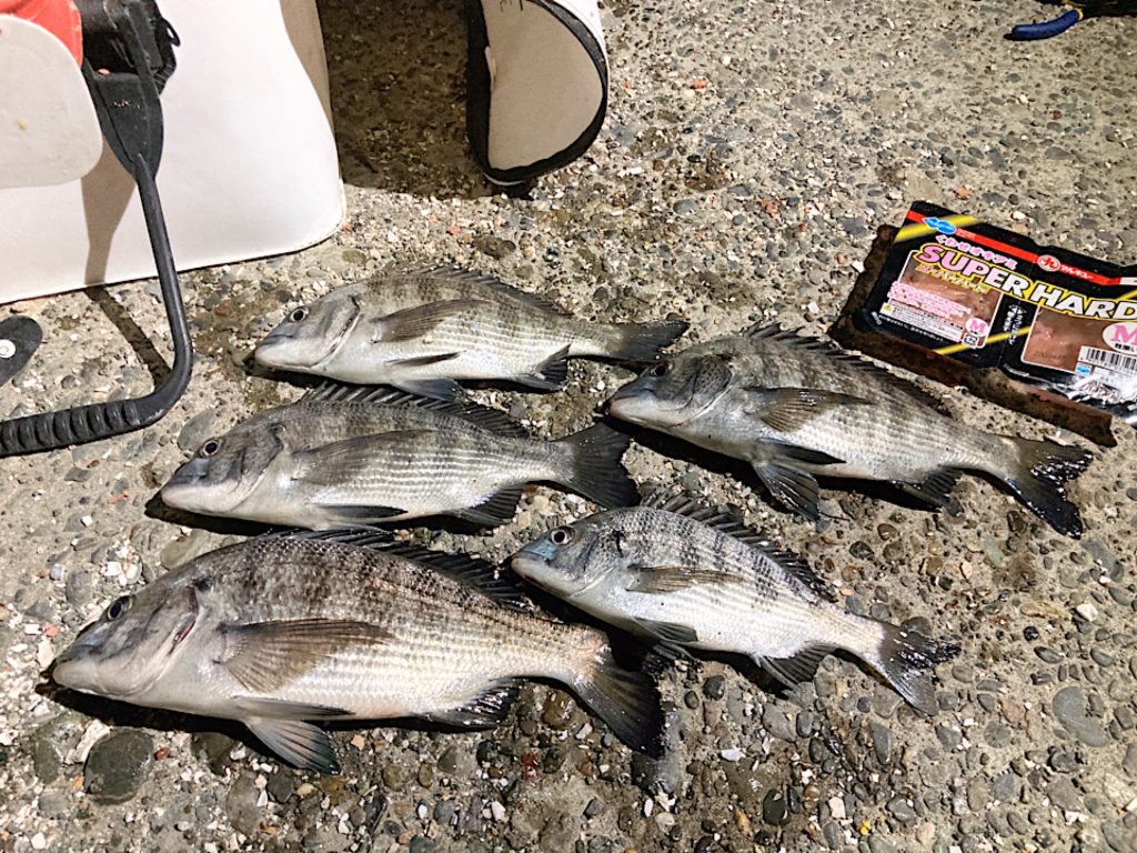 【釣果情報】新居海釣り公園・フカセ釣りにて短時間でクロダイ5匹