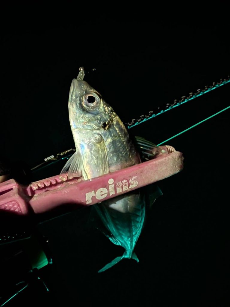 ナイトアジングにて！