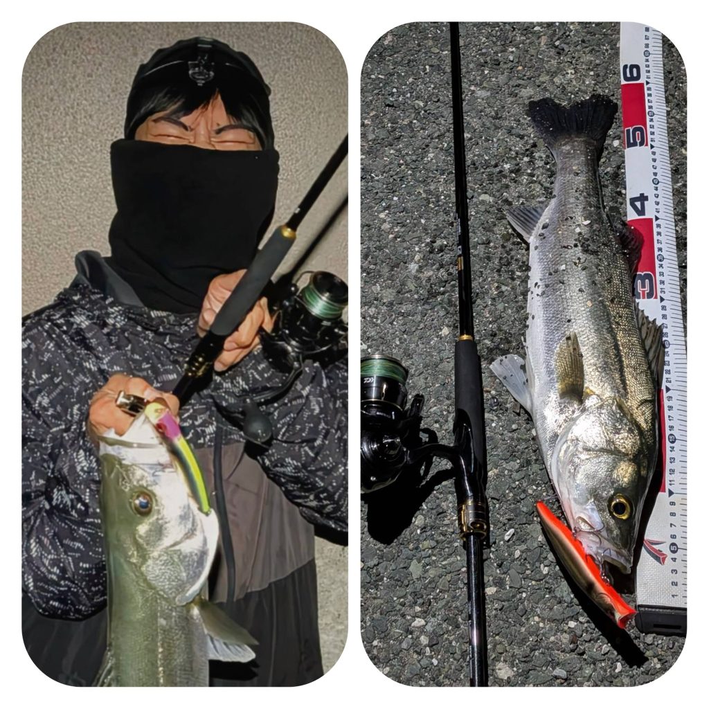シーバス釣果続々♪
