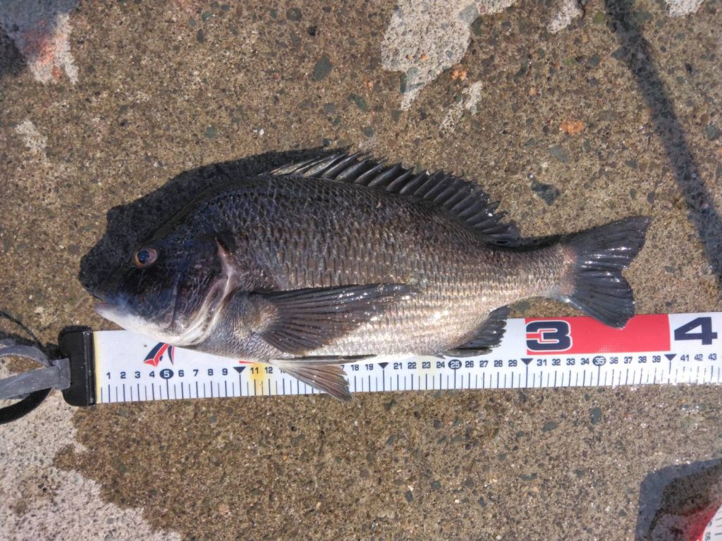 乗っ込みシーズン到来！