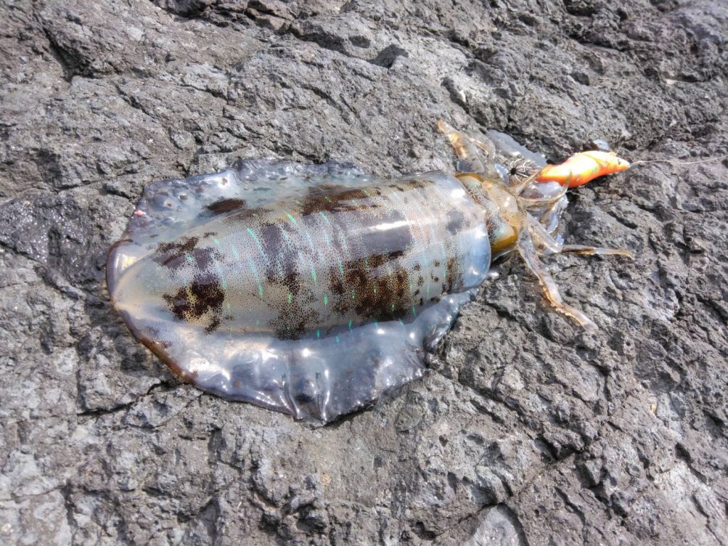 こんにちは東海つり具です！